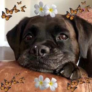 Meet your Posher, Kim